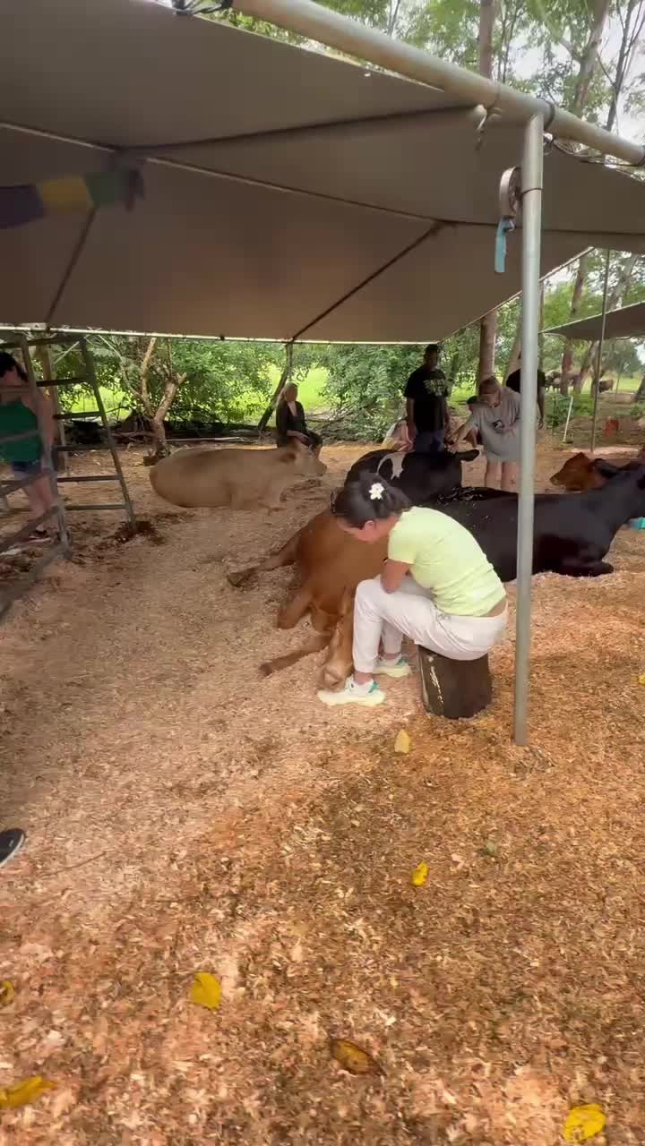 @Krishna Cow Sanctuary