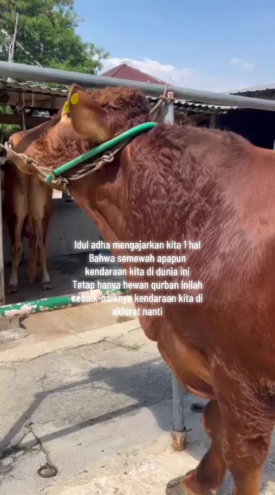 @Irwan Adyansyah