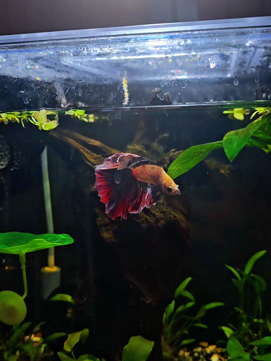 @NebulaTheBetta
