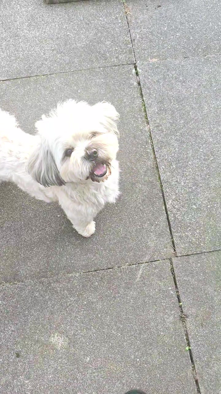 @Teddy bear dancingdog