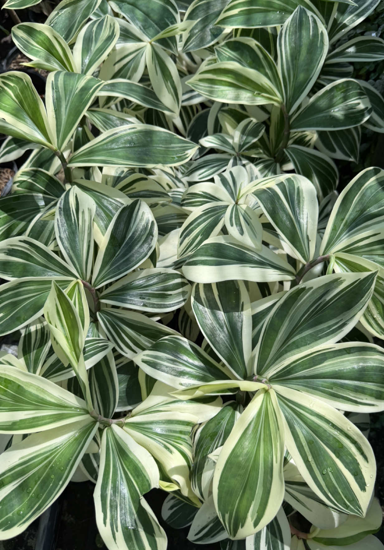 @Tiệm Lá Nhỏ