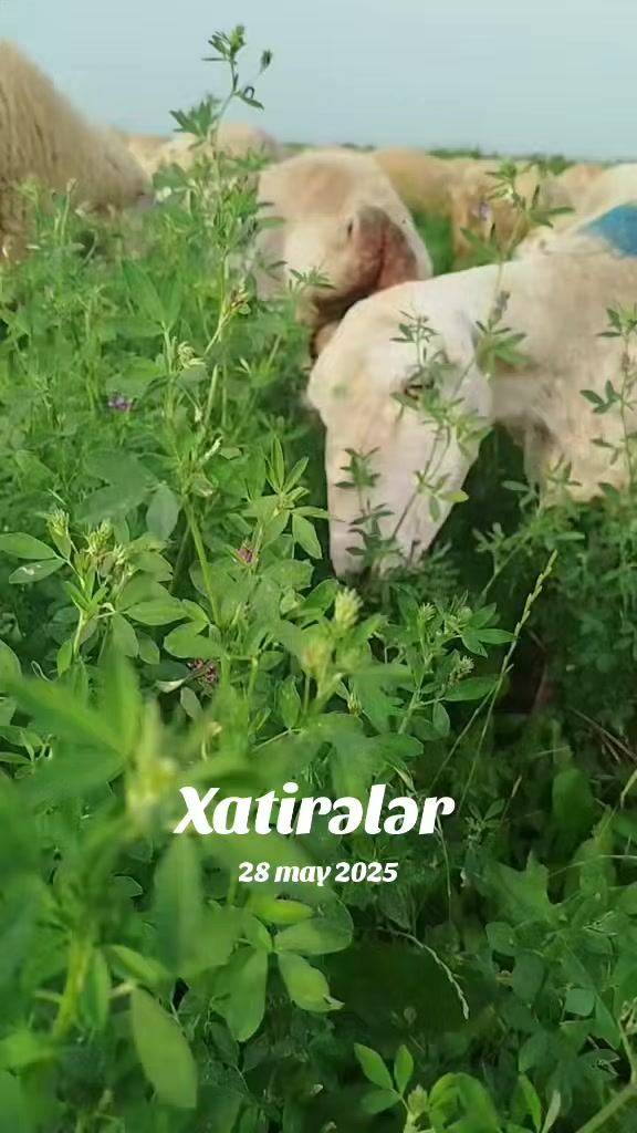 @kend_həyati_041