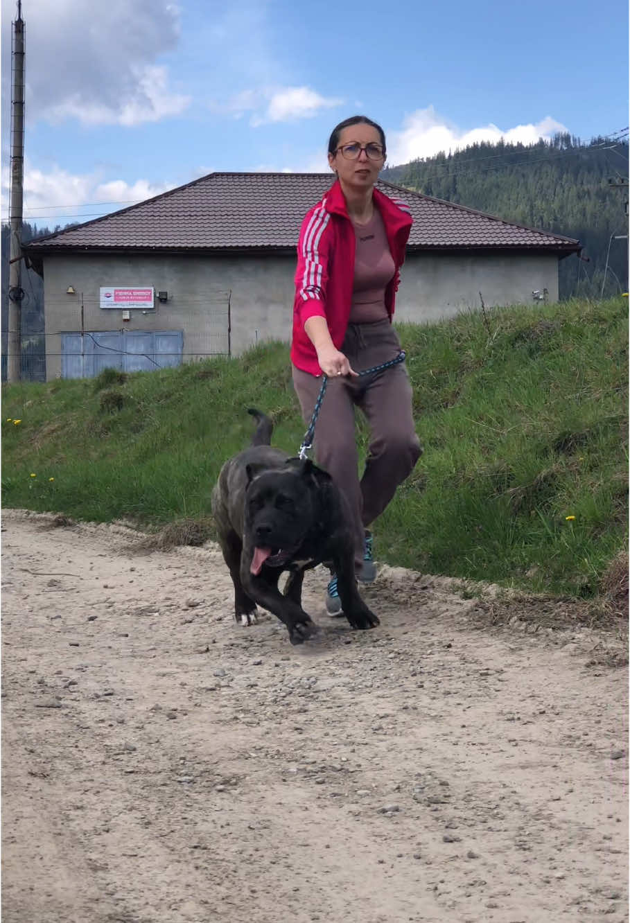 @Presa Canario Varro Bull