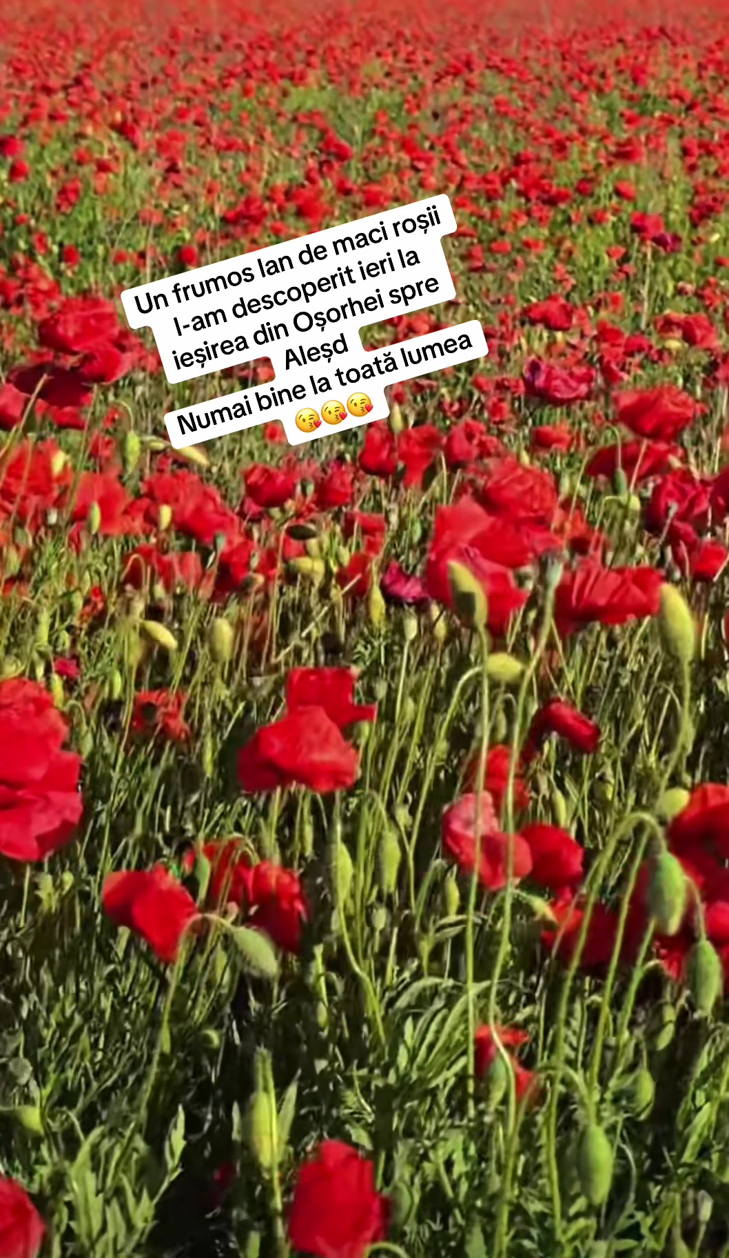 @🌺🌺Florica Kumar🌺🌺