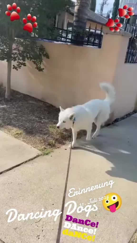 @Gulp 🇦🇹Team Chihuahua ❤