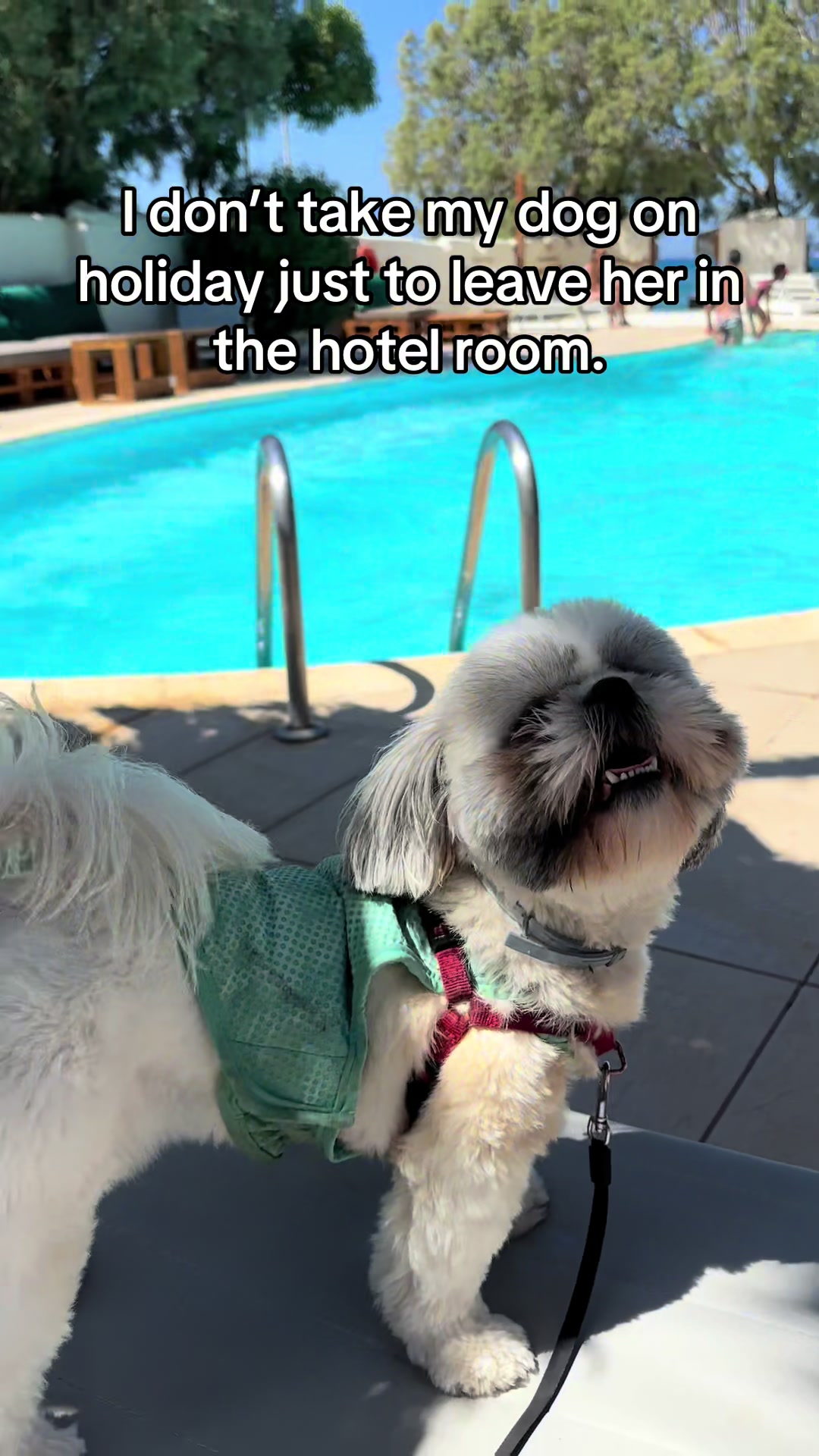 @Daisy | The Dog Travel App