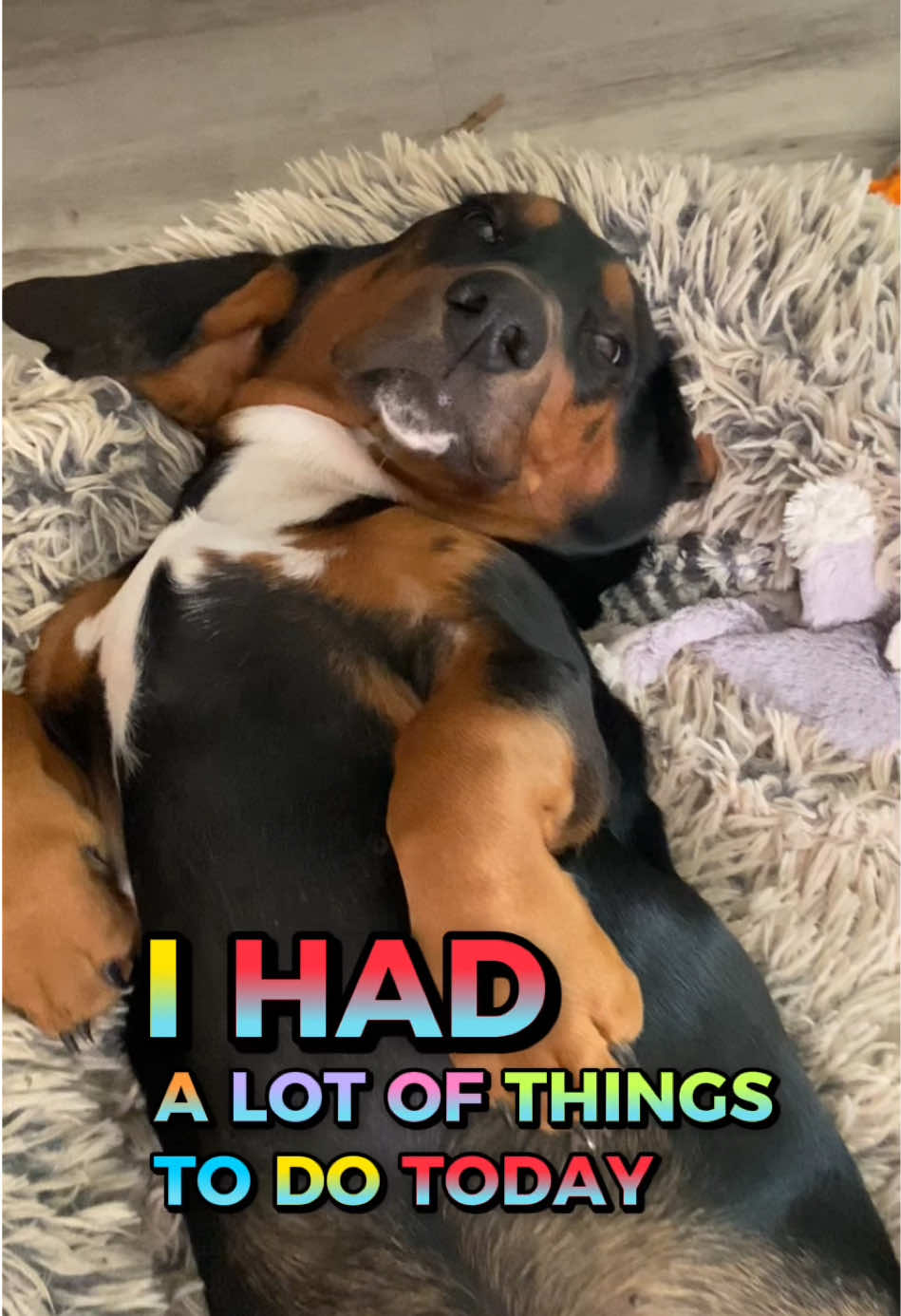 @ruledbyhounds