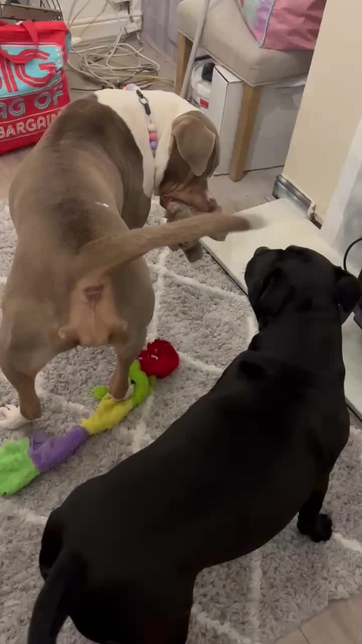 @mybullysandme🐶🇬🇧 (kelly)
