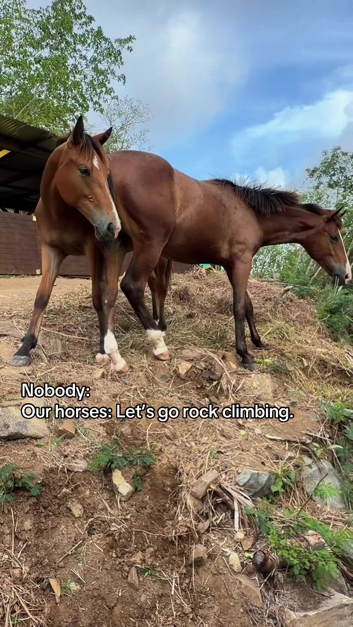 @roots_riding_stables