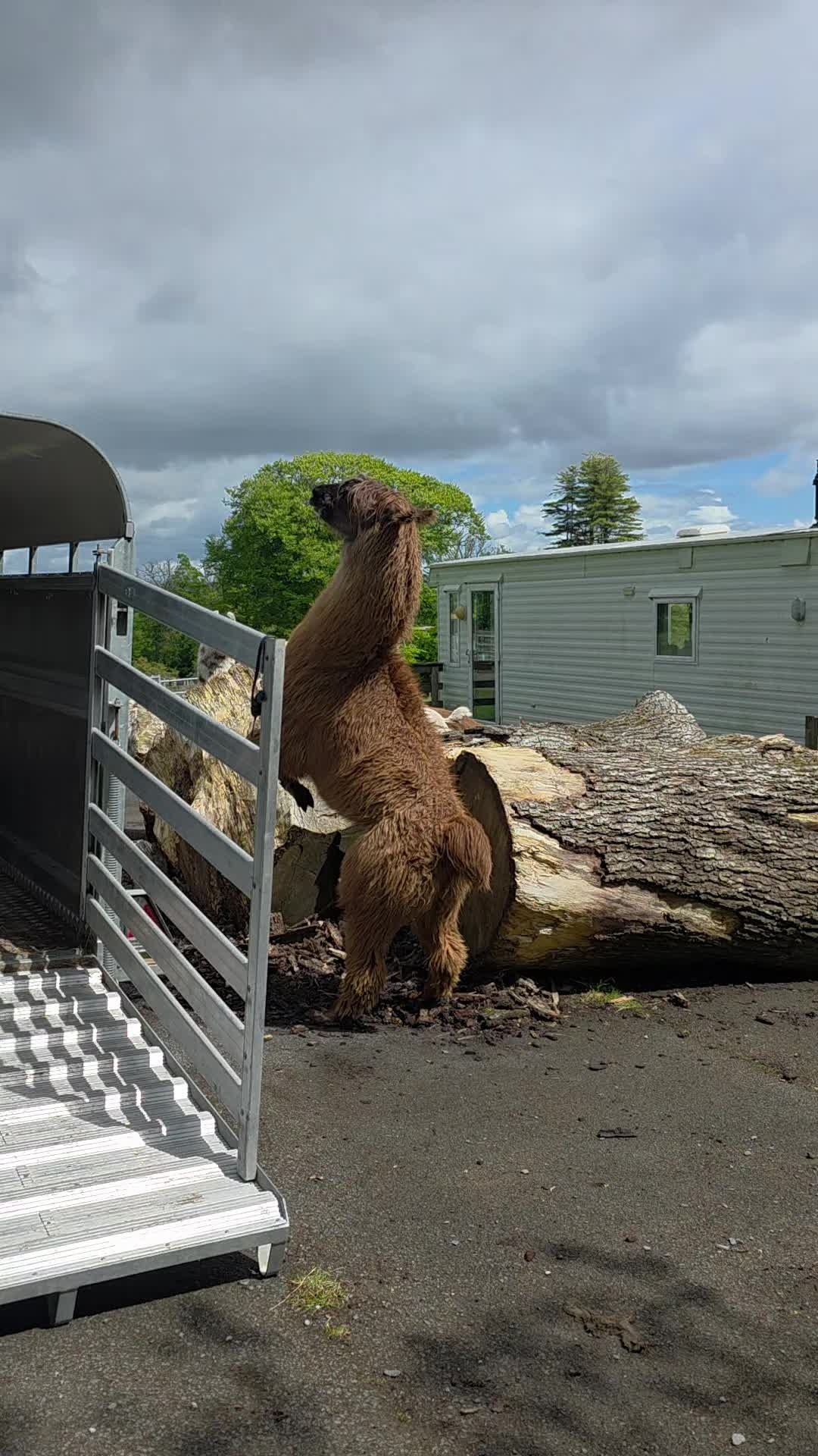 @Bardsea Alpacas and Llamas