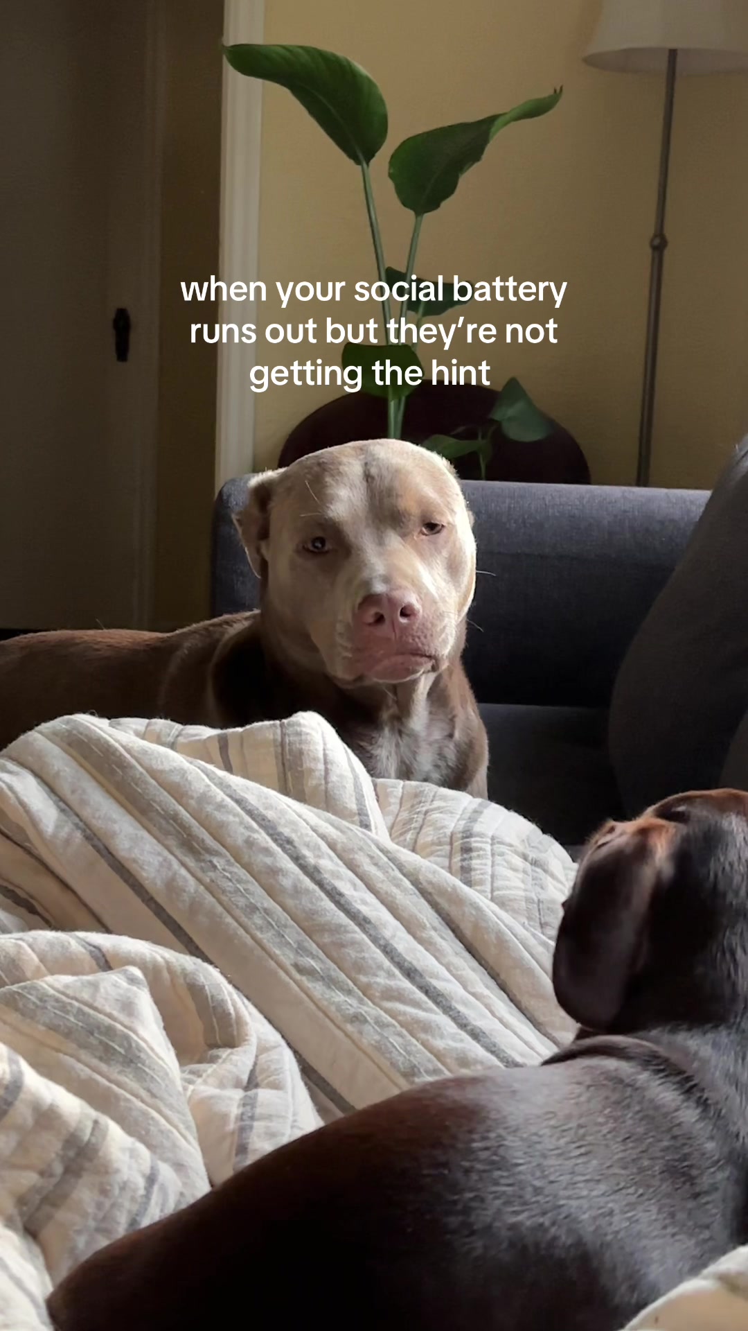 @rhubarb the doggo