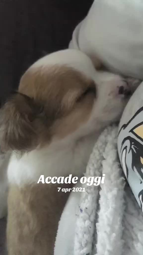 @Michela 🐕