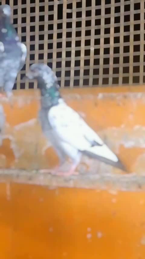 @🇬🇧ABS AWAN🇪🇦