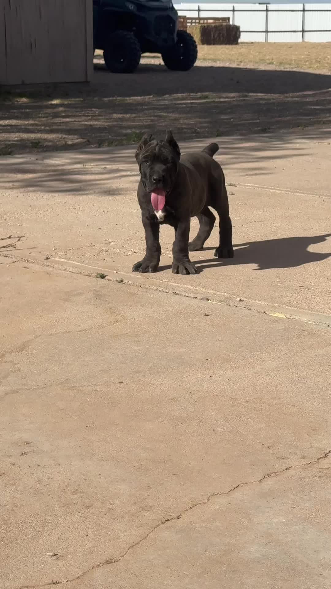 @canecorsoblackguardianz