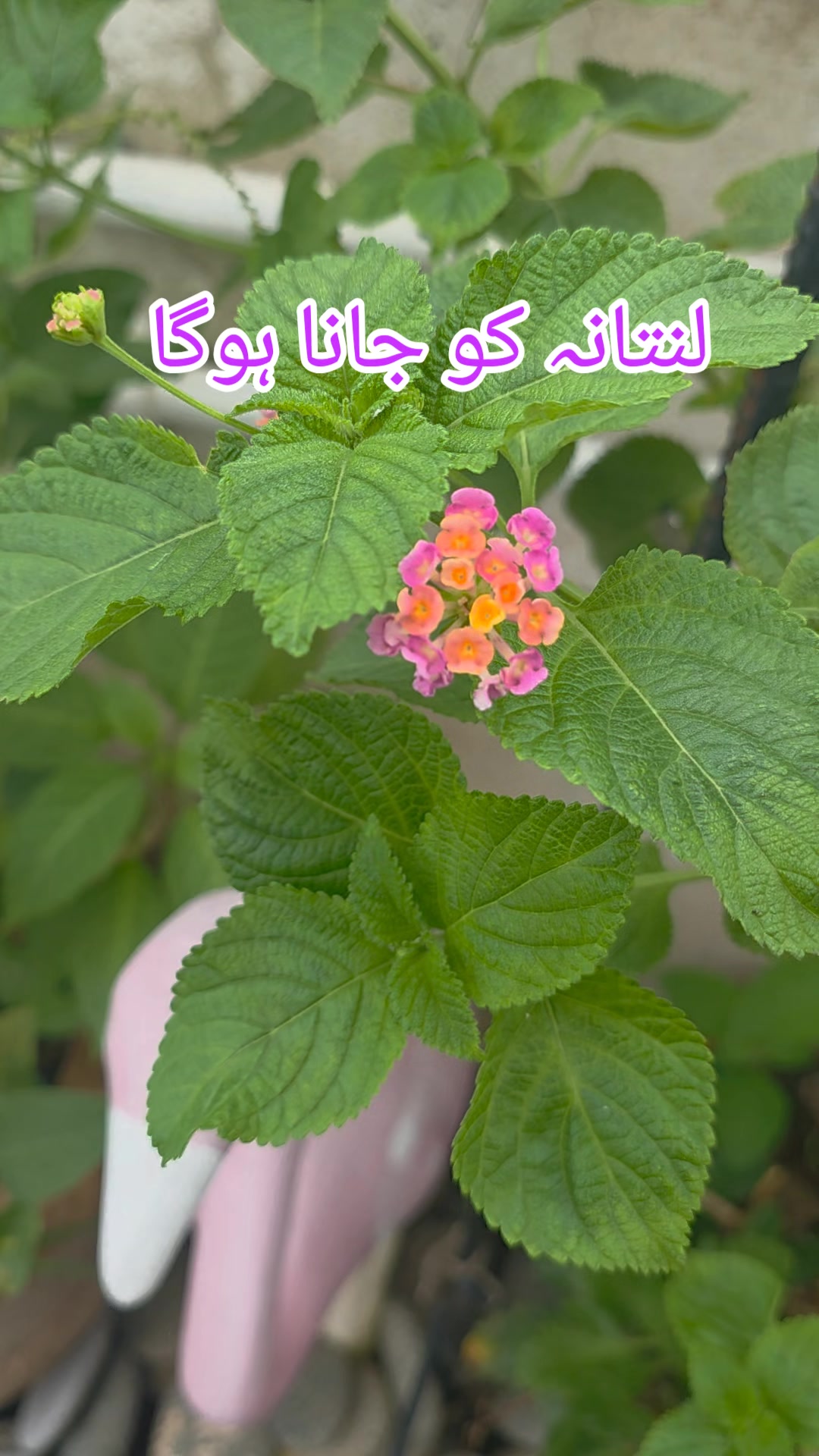 @Mera_Bagh official