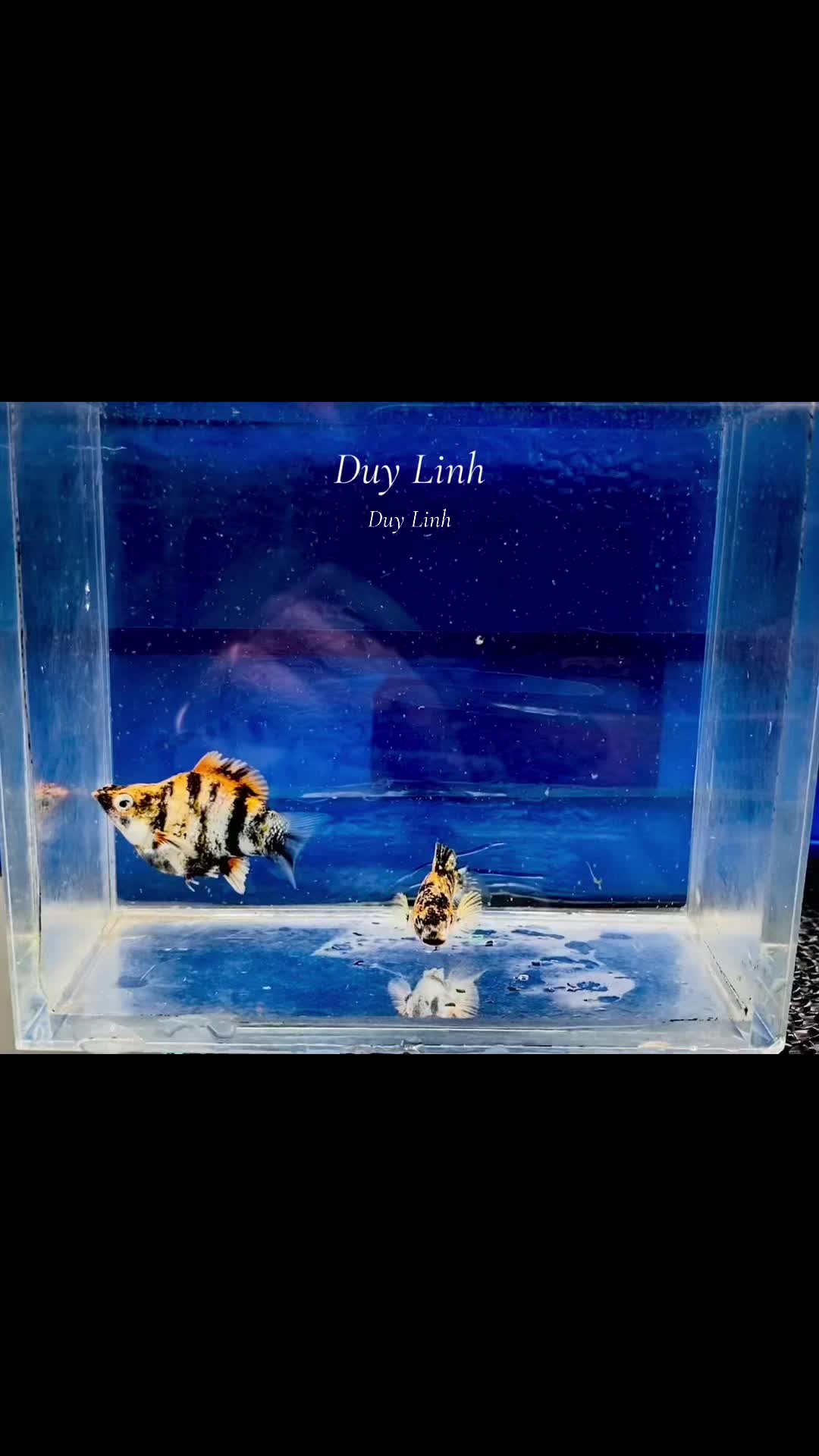 @duylinhchannel12