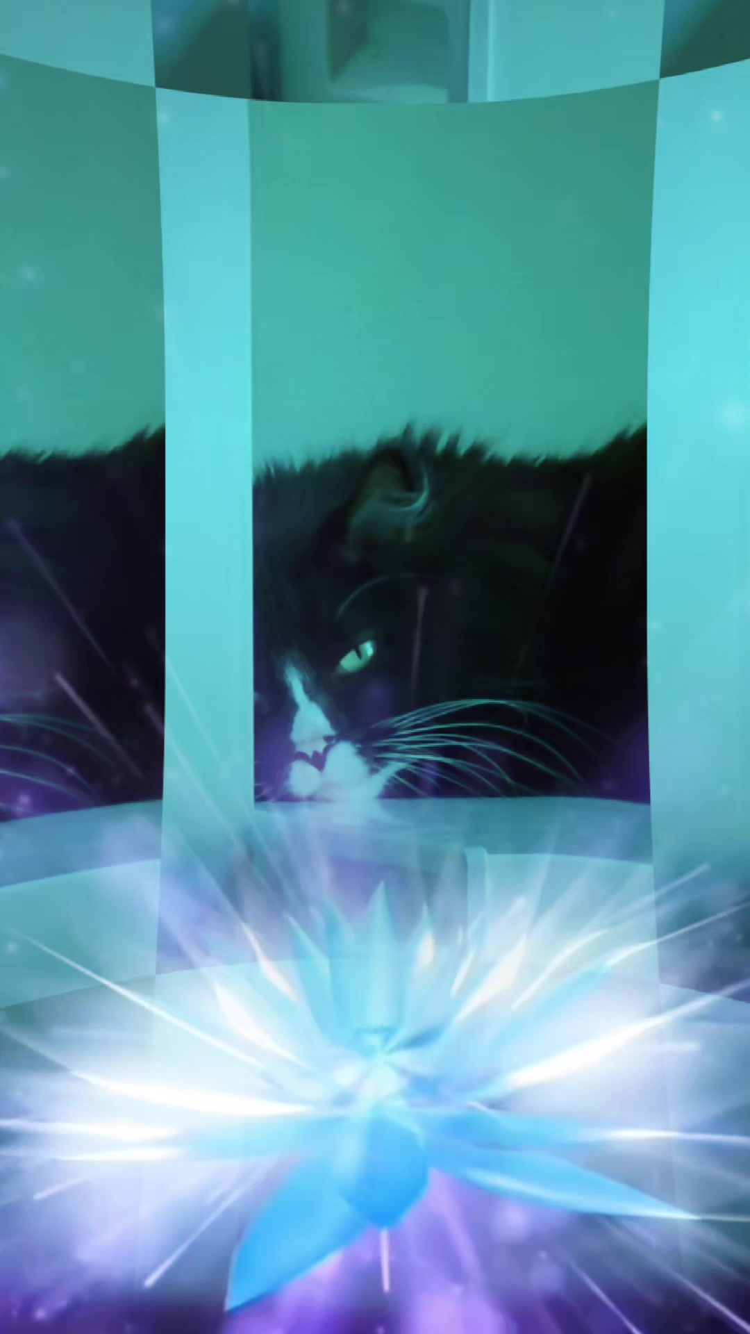 @AtticaTheTuxedoCat