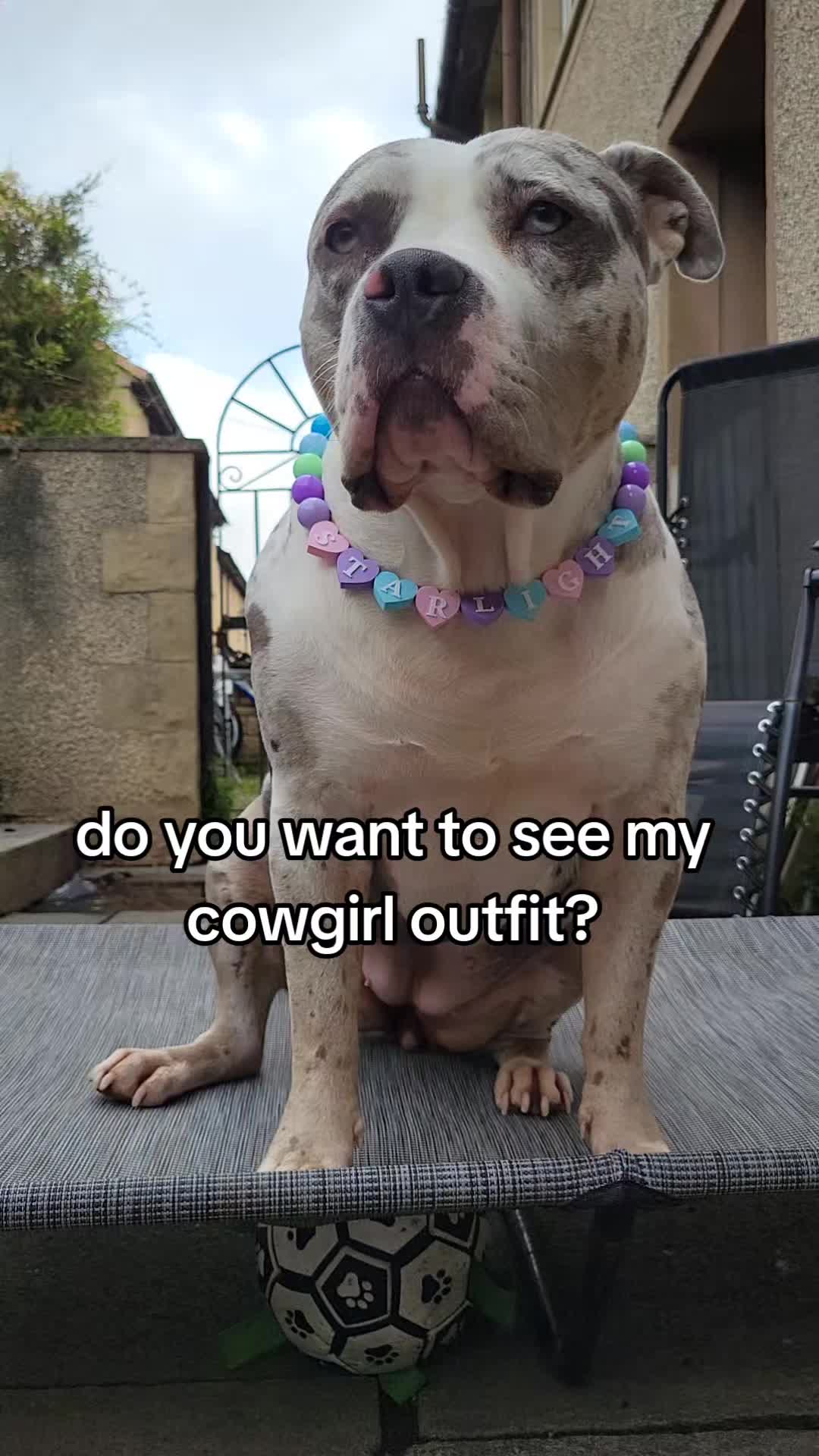 @kirsty+starlight the xl bully
