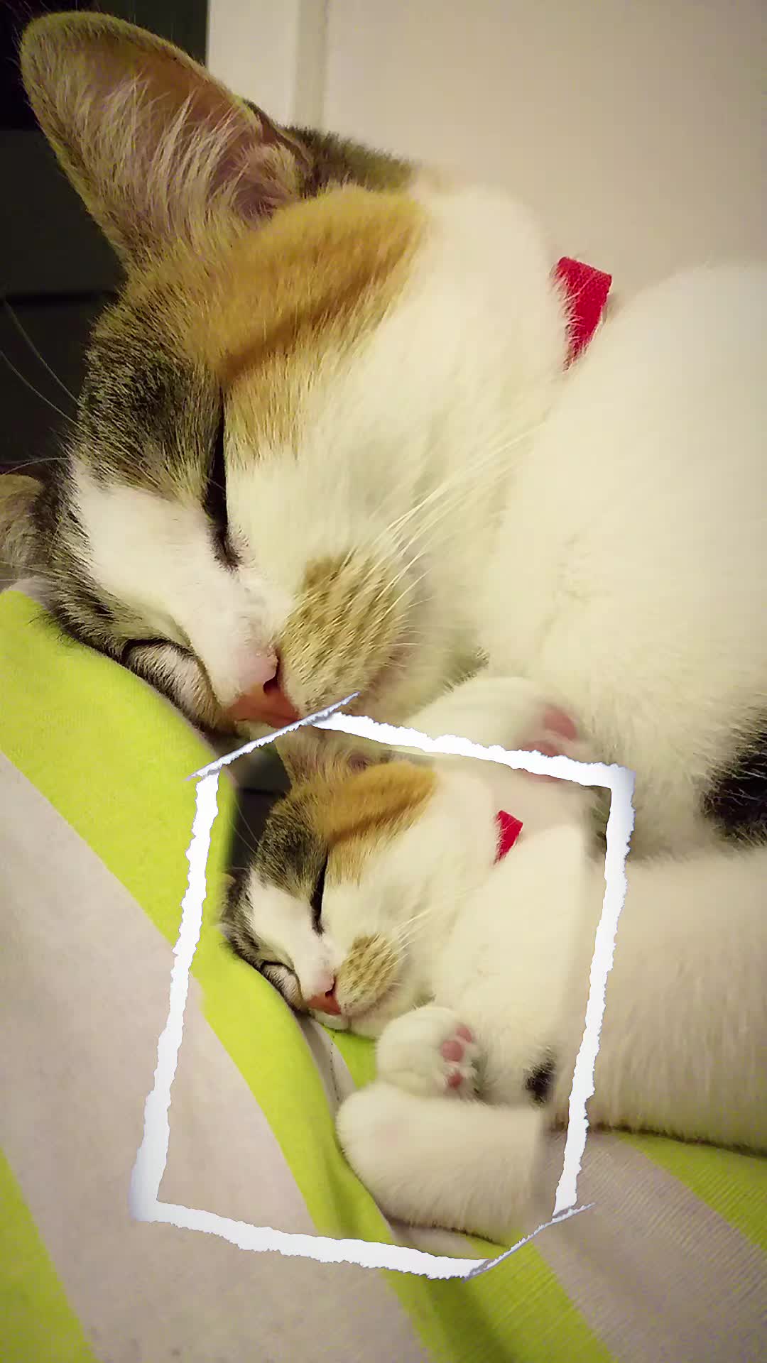 @😺Şila😻Şima😺