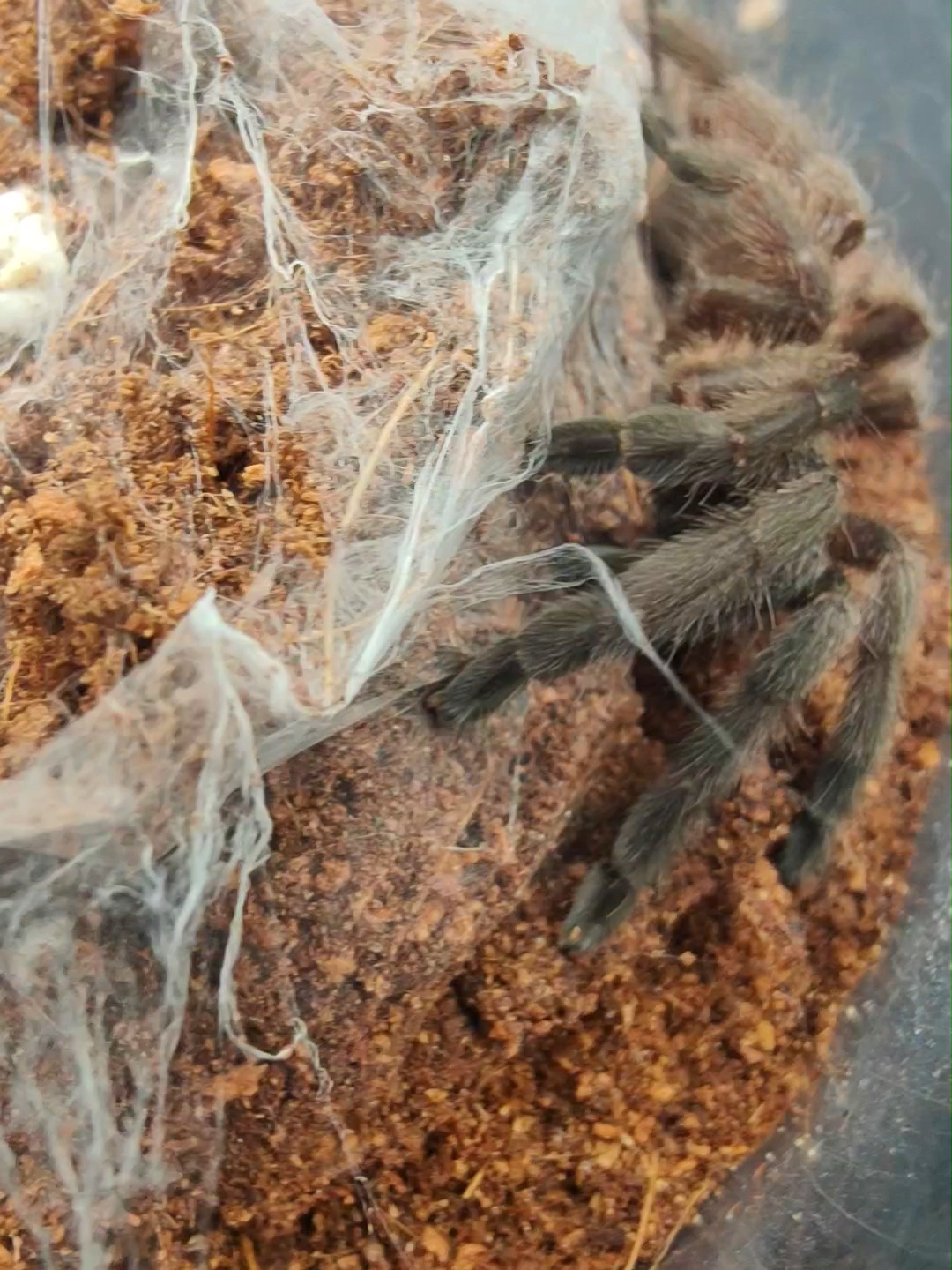 @The Spider Shop