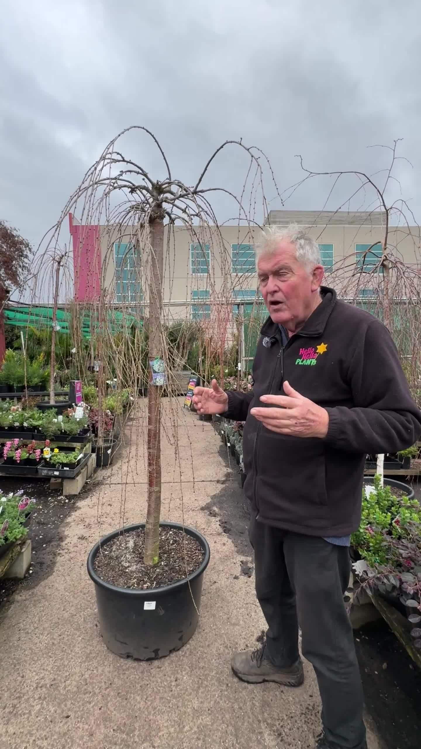 @Hello Hello Plants Nursery