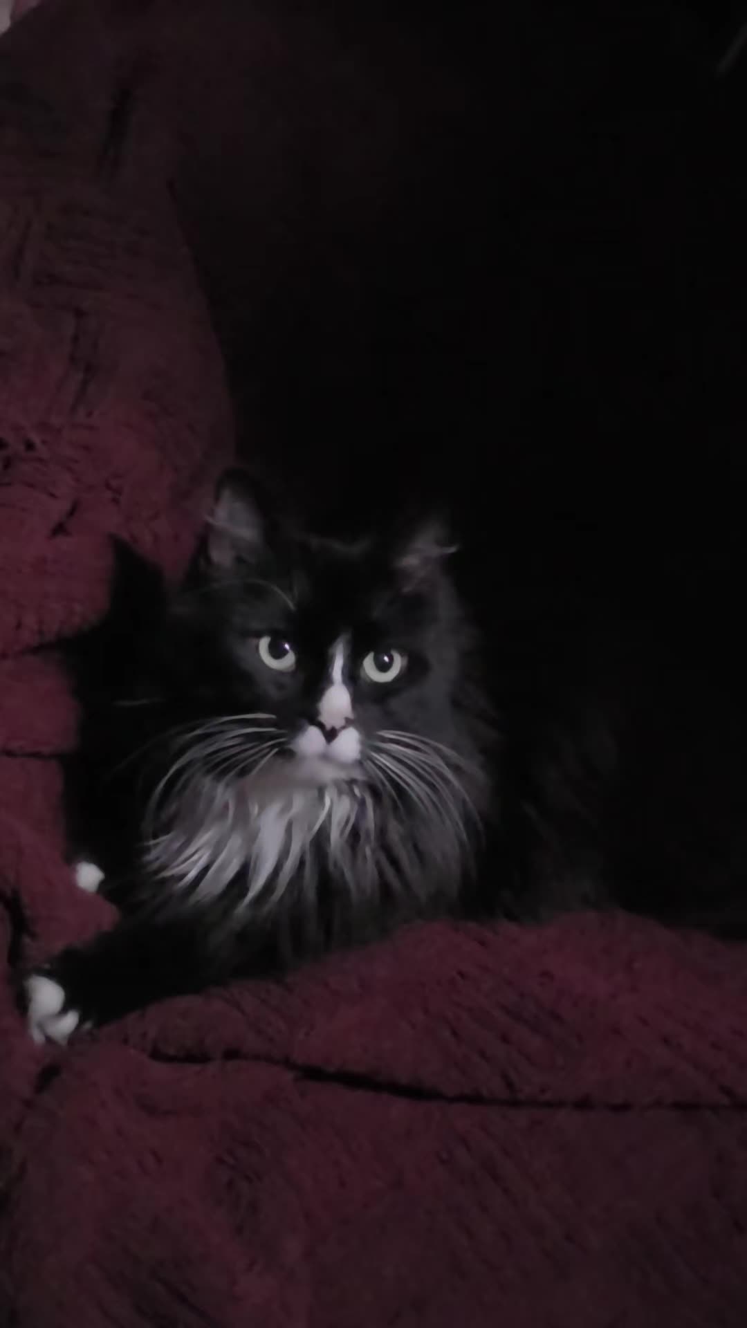 @AtticaTheTuxedoCat