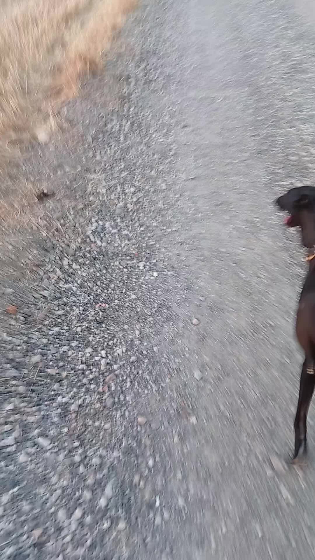 @cocodrilo