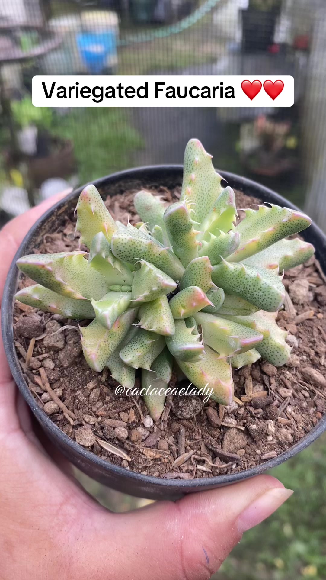 @CactaceaeLady