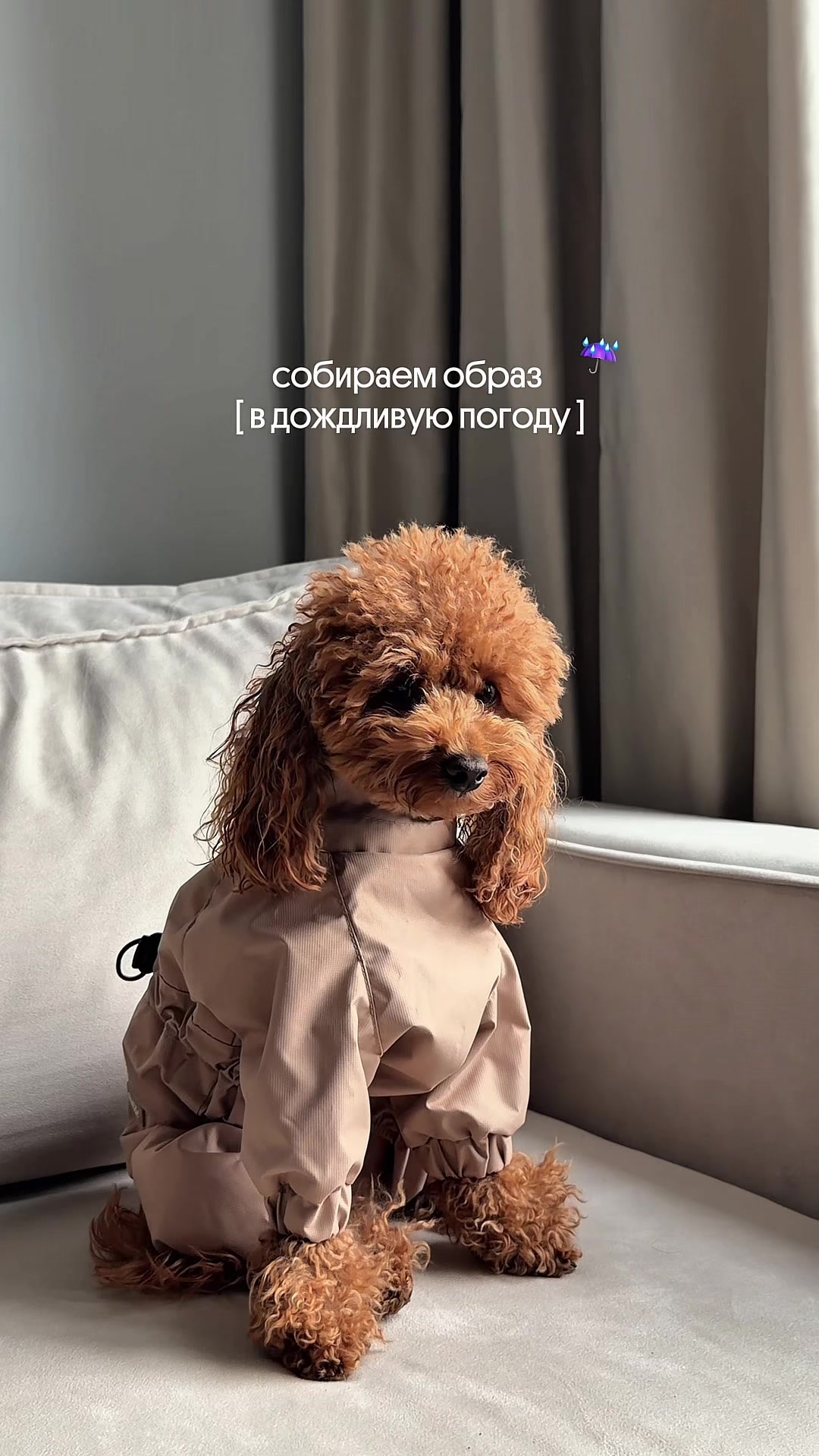 @beatrice_poodle
