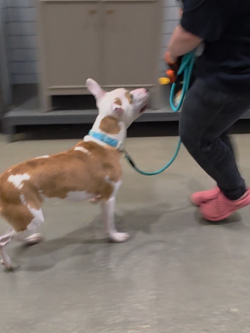 @Canine Wonders Training