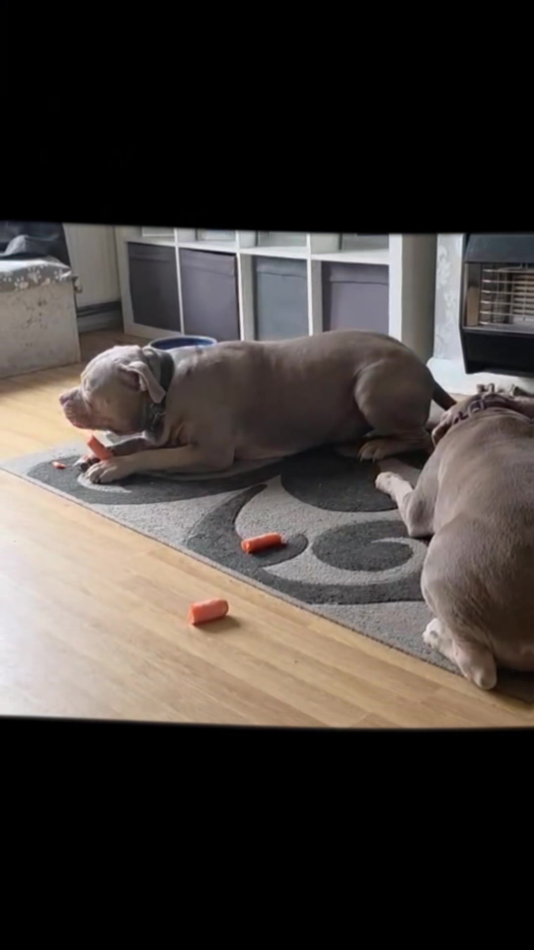 @Kyza And Ellie Bully Dogs 🐾🐾
