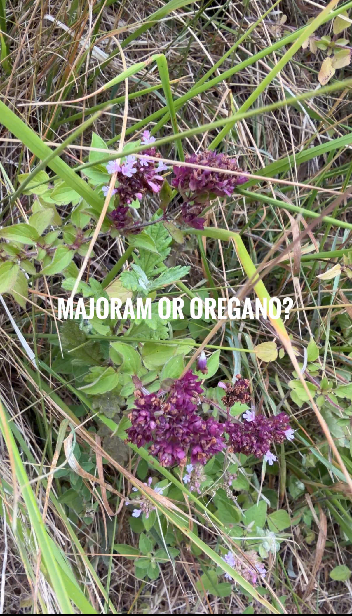 @Eat The Country