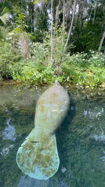 @BradTheOriginalManateeMafia