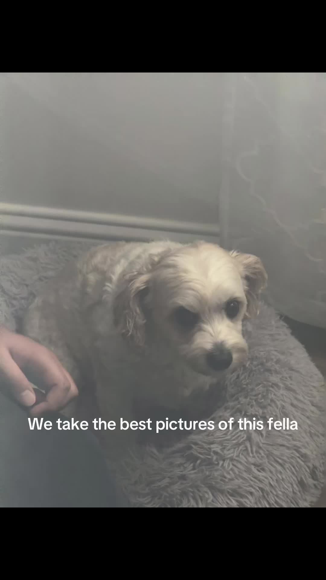 @Teflon Don