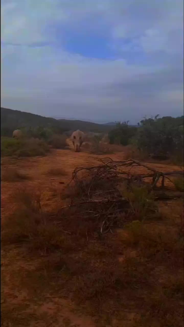 @Gogo Magwaza 🇿🇦 🇸🇿
