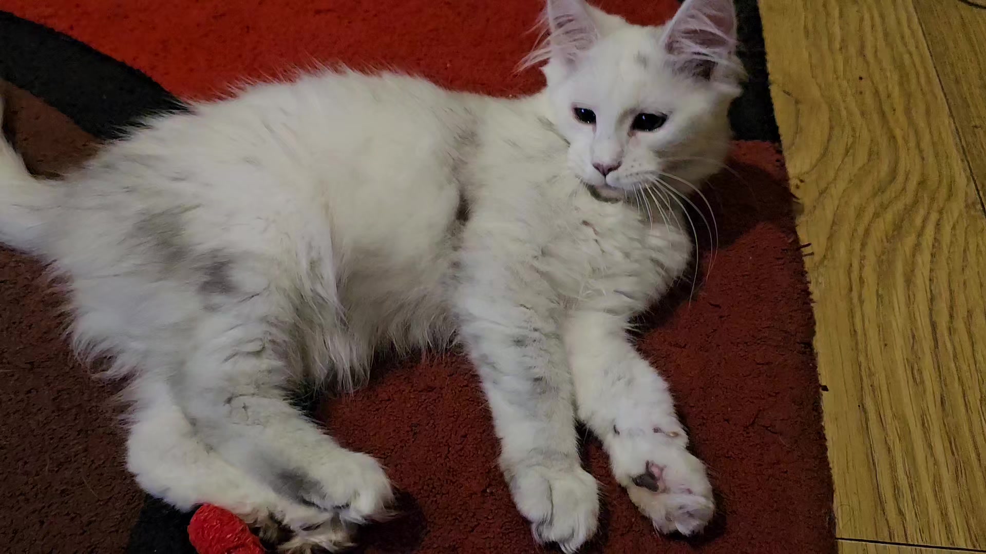 @KARIBRY Maine Coons uk