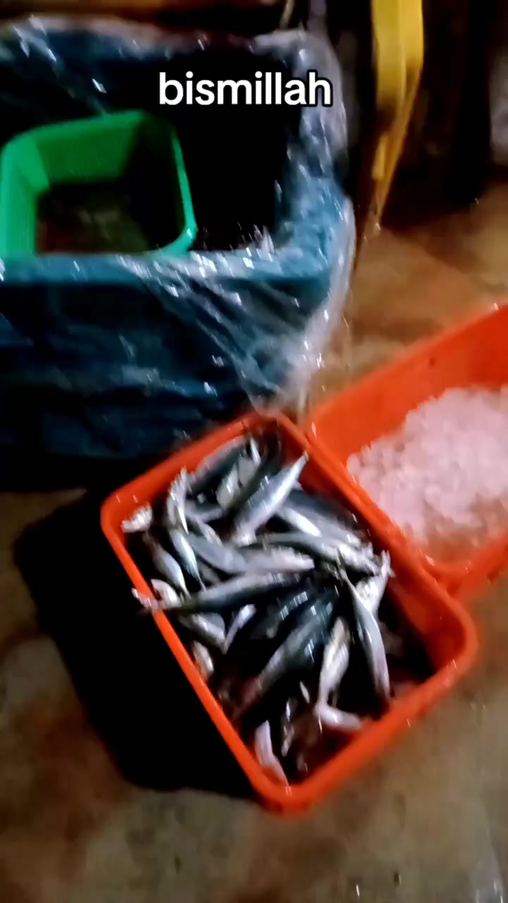 @RESMI KEMBALI🐠