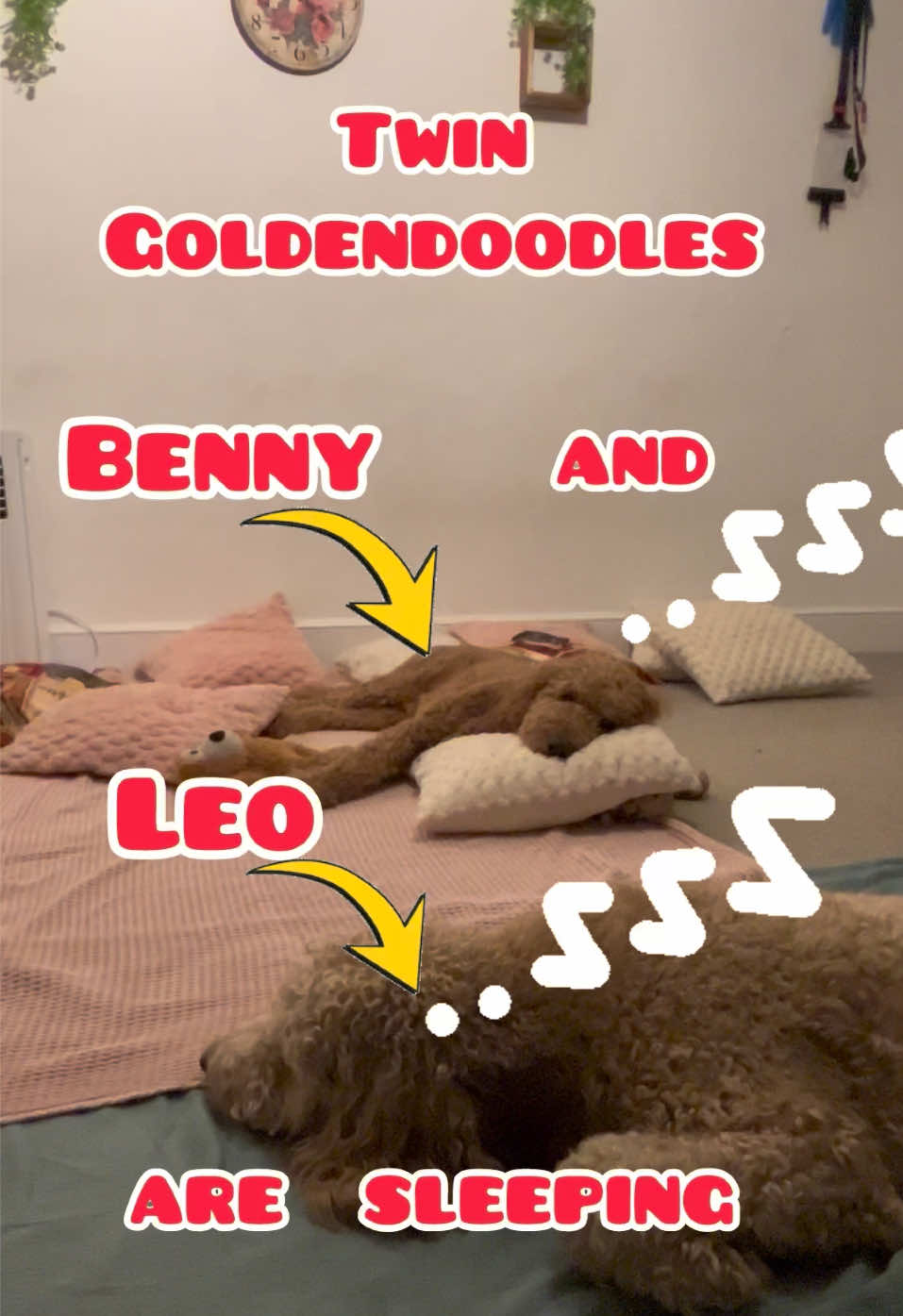 @Twin dogs Benny and Leo