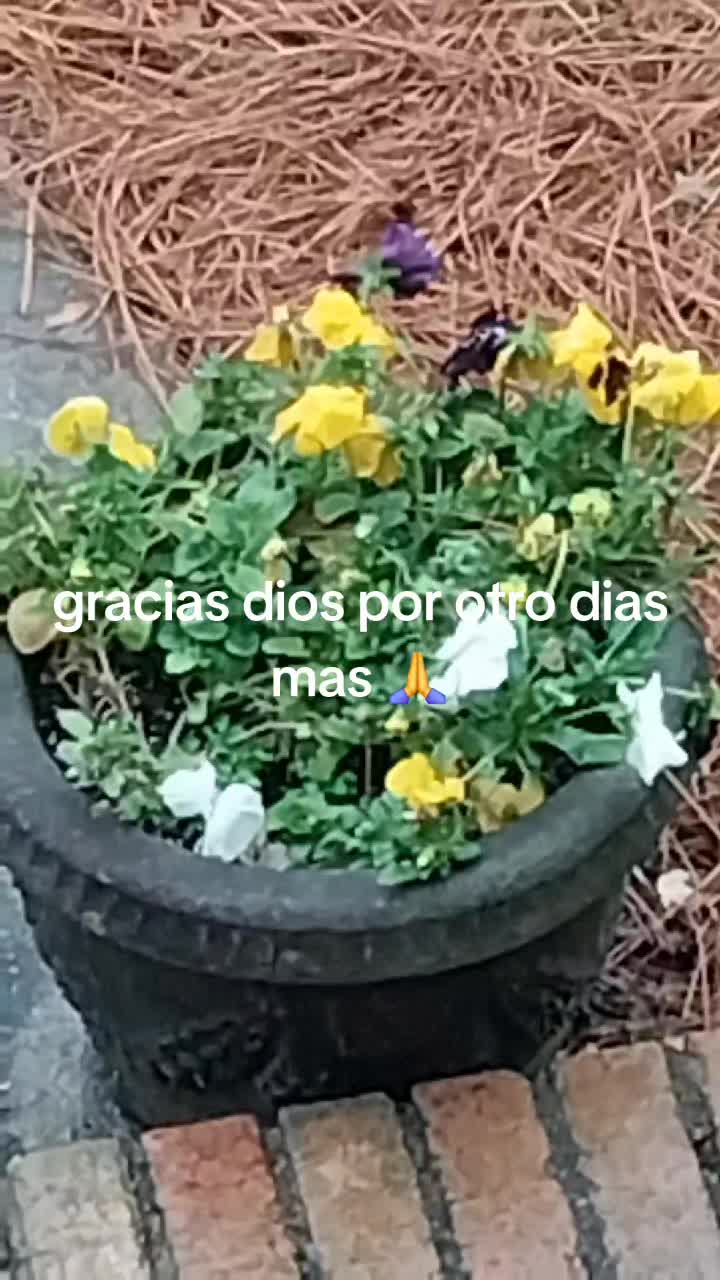 @blanca Morales