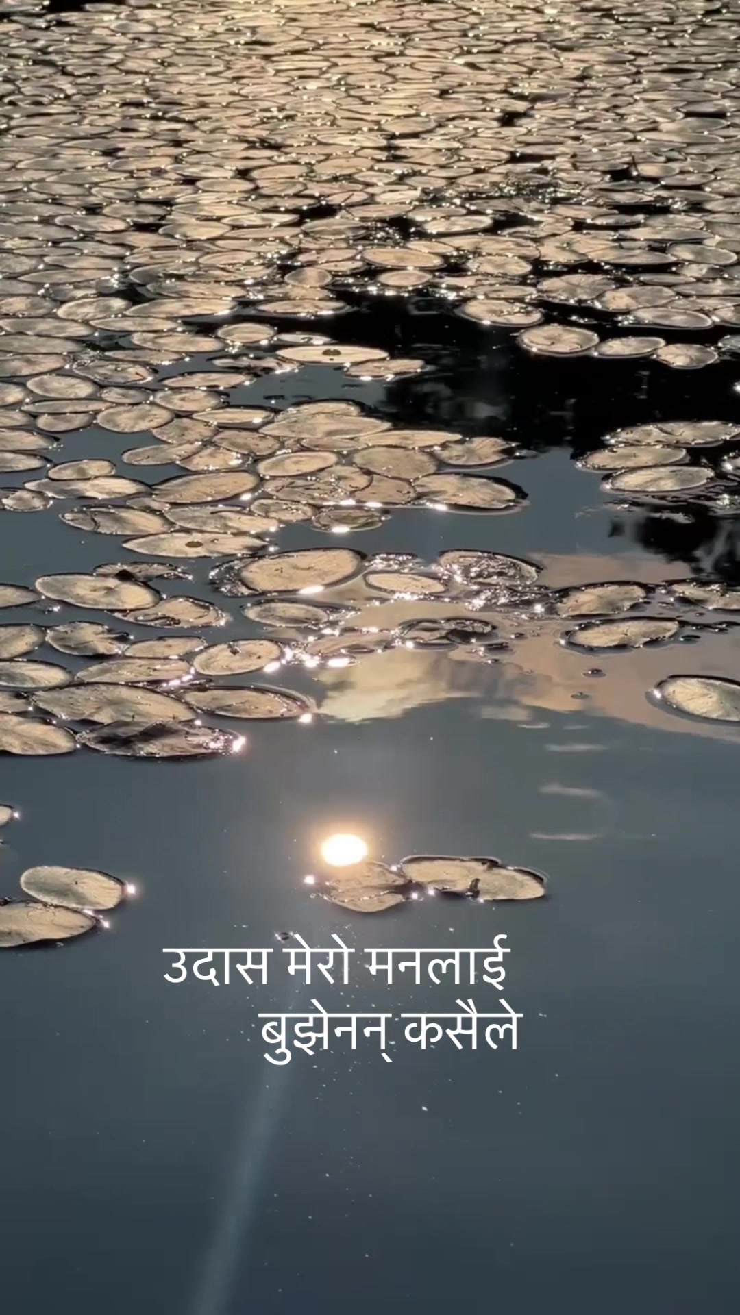 @Rani Shakya