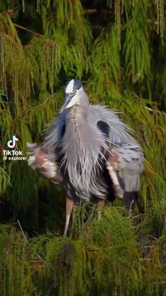 @blancapavon575
