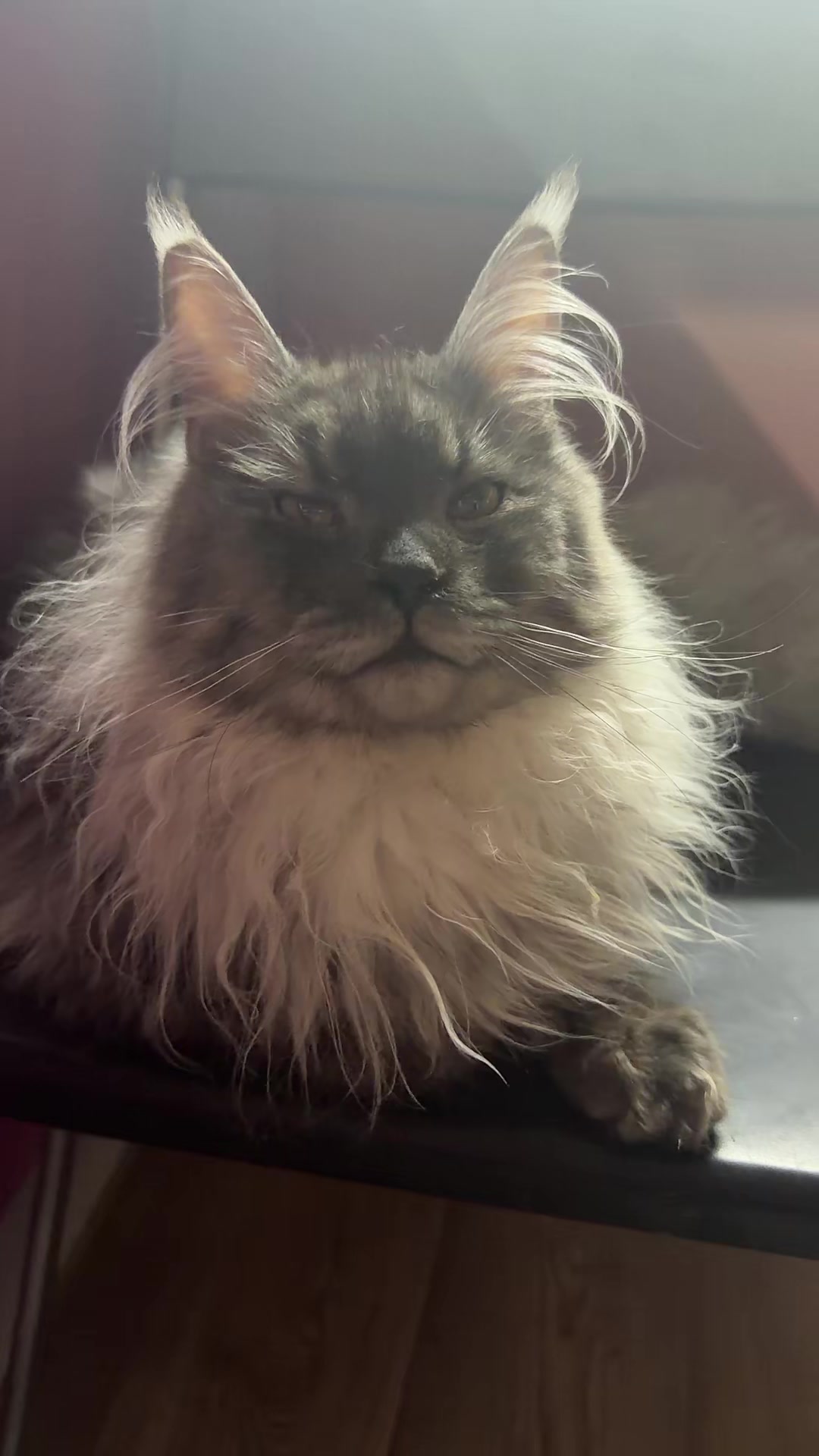@PARAKENTOS*UA Maine coon