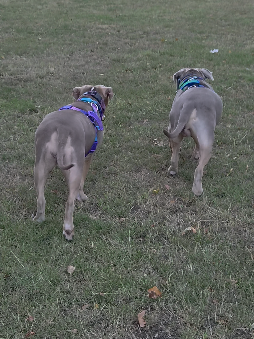 @Kyza And Ellie Bully Dogs 🐾🐾