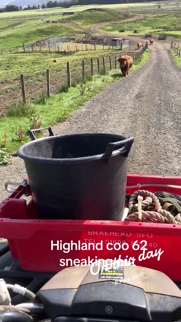 @Highland Coo Clan