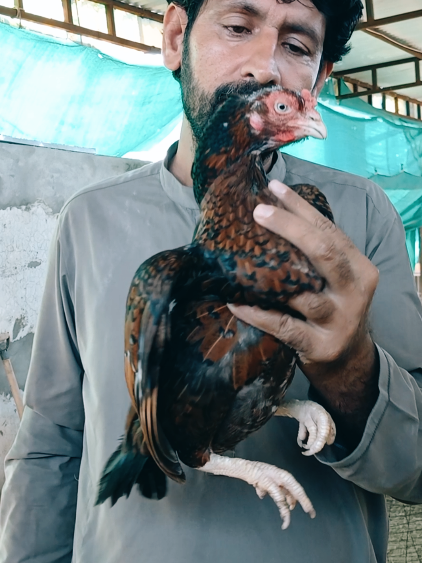 @Sajjad Aseel Farm