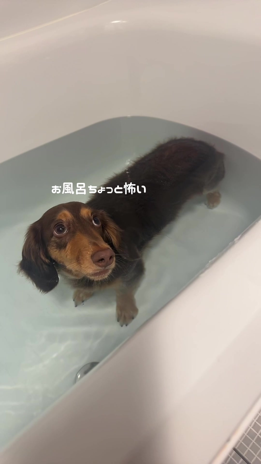 @ミニチュアダックスフンド_まろん