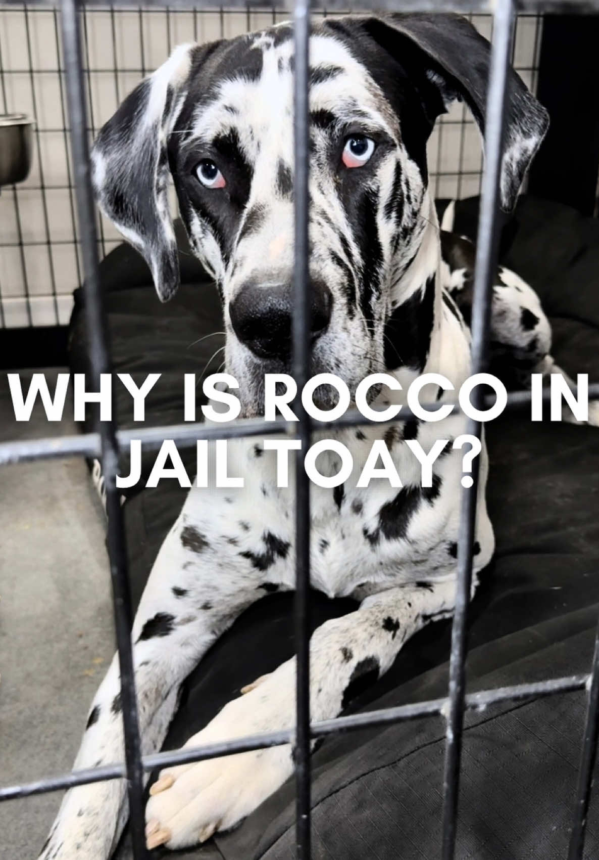 @Rocco