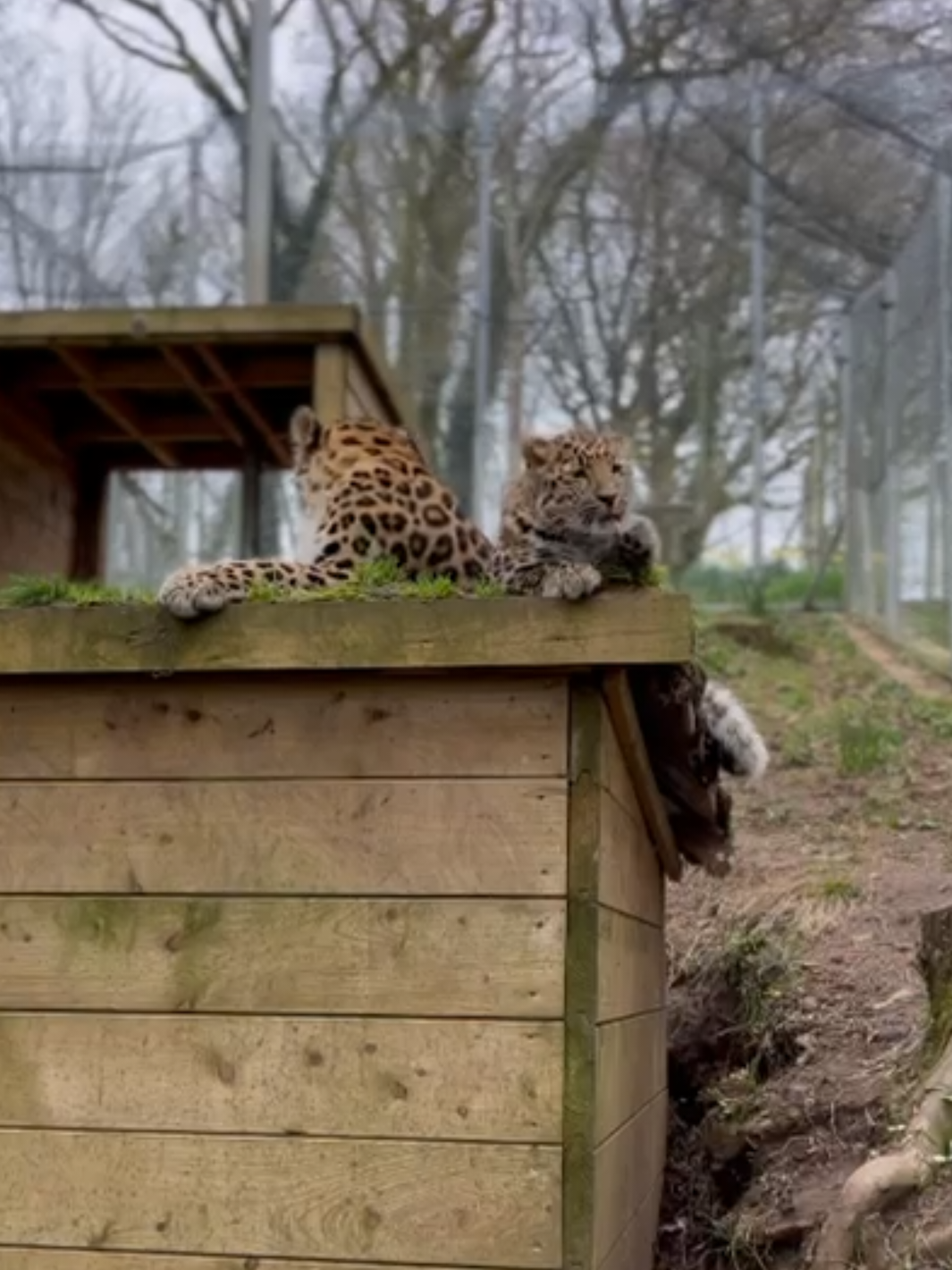 @Dartmoor Zoological Society