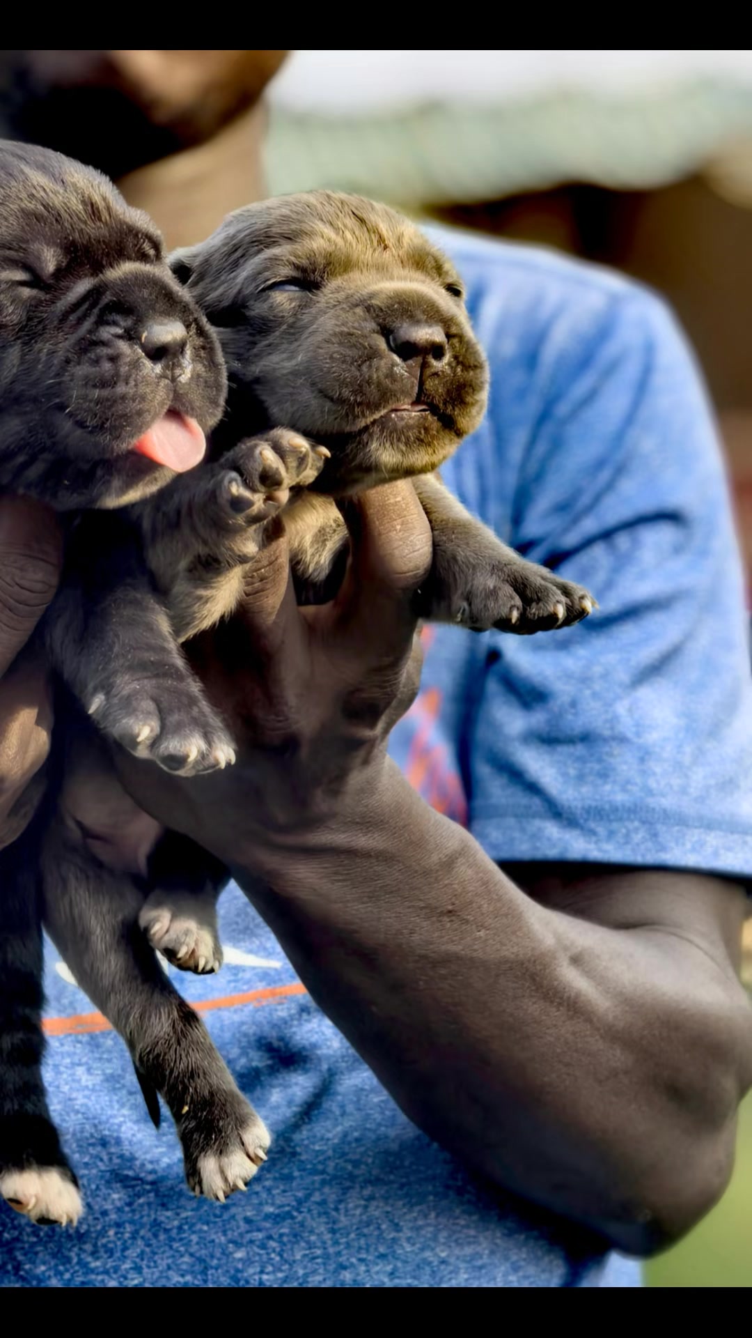 @FIRST CANE CORSO🐾🇨🇮🇨🇮🐾
