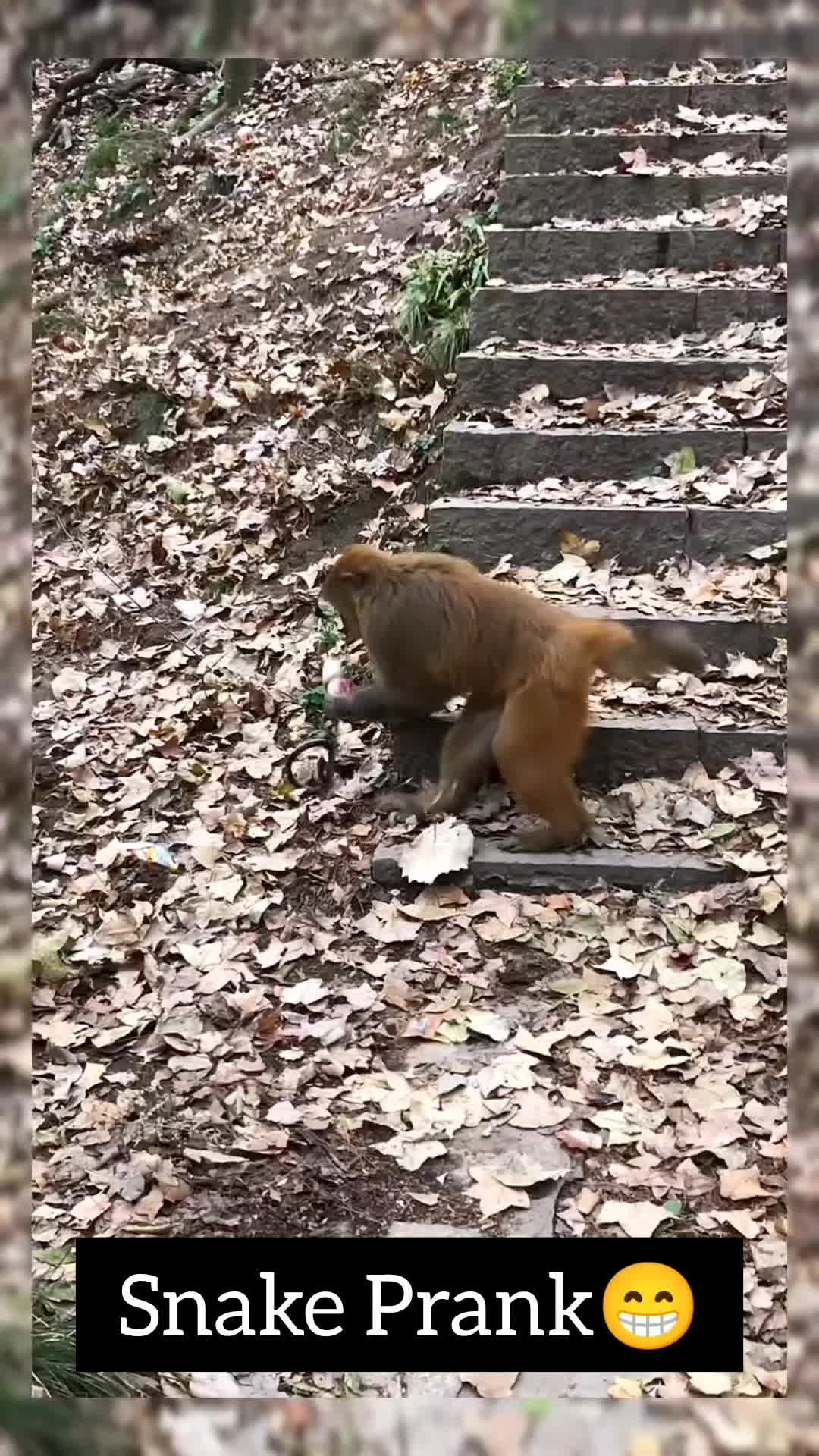 @Daily Monkey Fun
